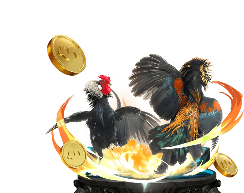 Tổng quan trận đấu gà Thomo hôm nay